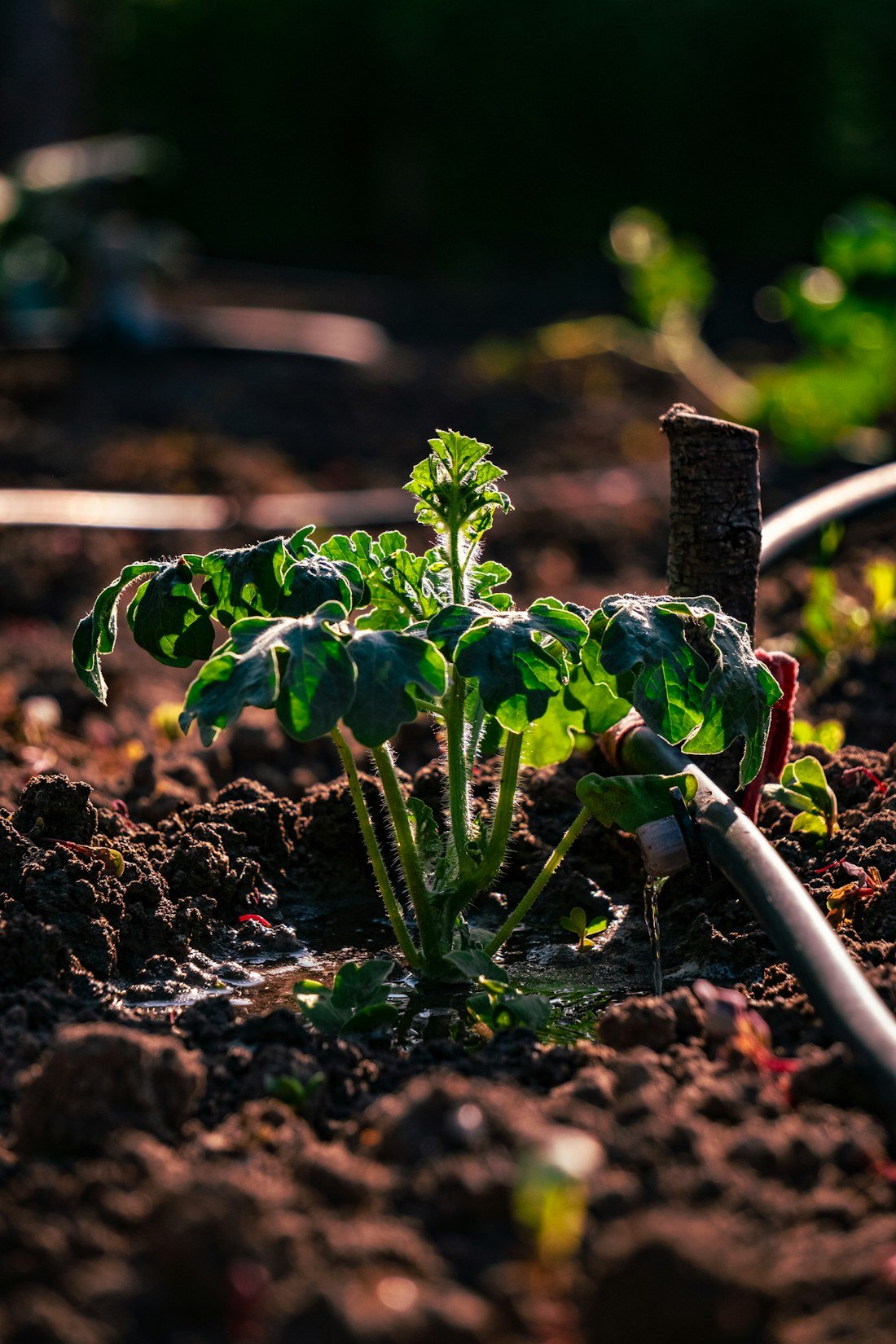 Illustrative growing environment for drip irrigation tape