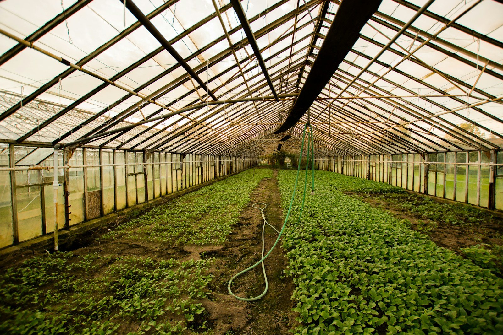 Illustrative agricultural growing environment, not a Xingke product or facility